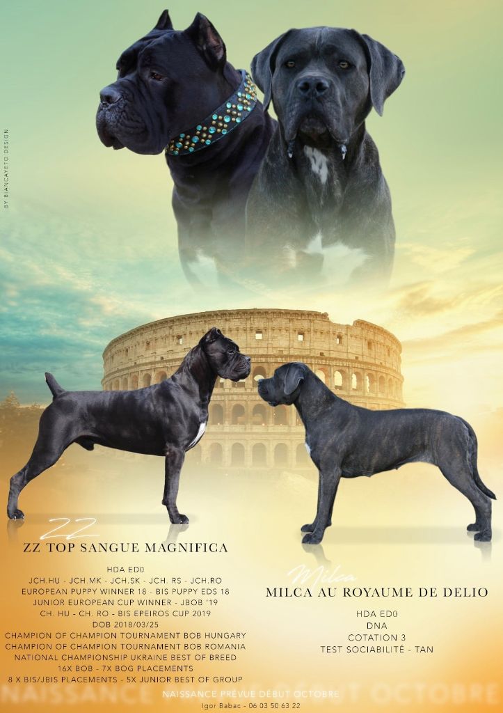 Amazing Guardian - Cane Corso - Portée née le 03/10/2020