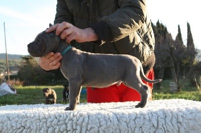 Male collier turquoise